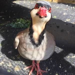 Meet your Posher, Toni